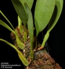 Bulbophyllum burfordiense  (5)